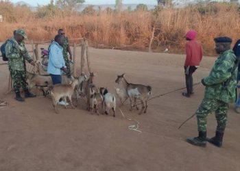 Police Intercept Stolen Goats in Mangochi