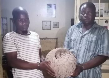 Two Nabbed for Possessing Dead Pangolin in Mangochi